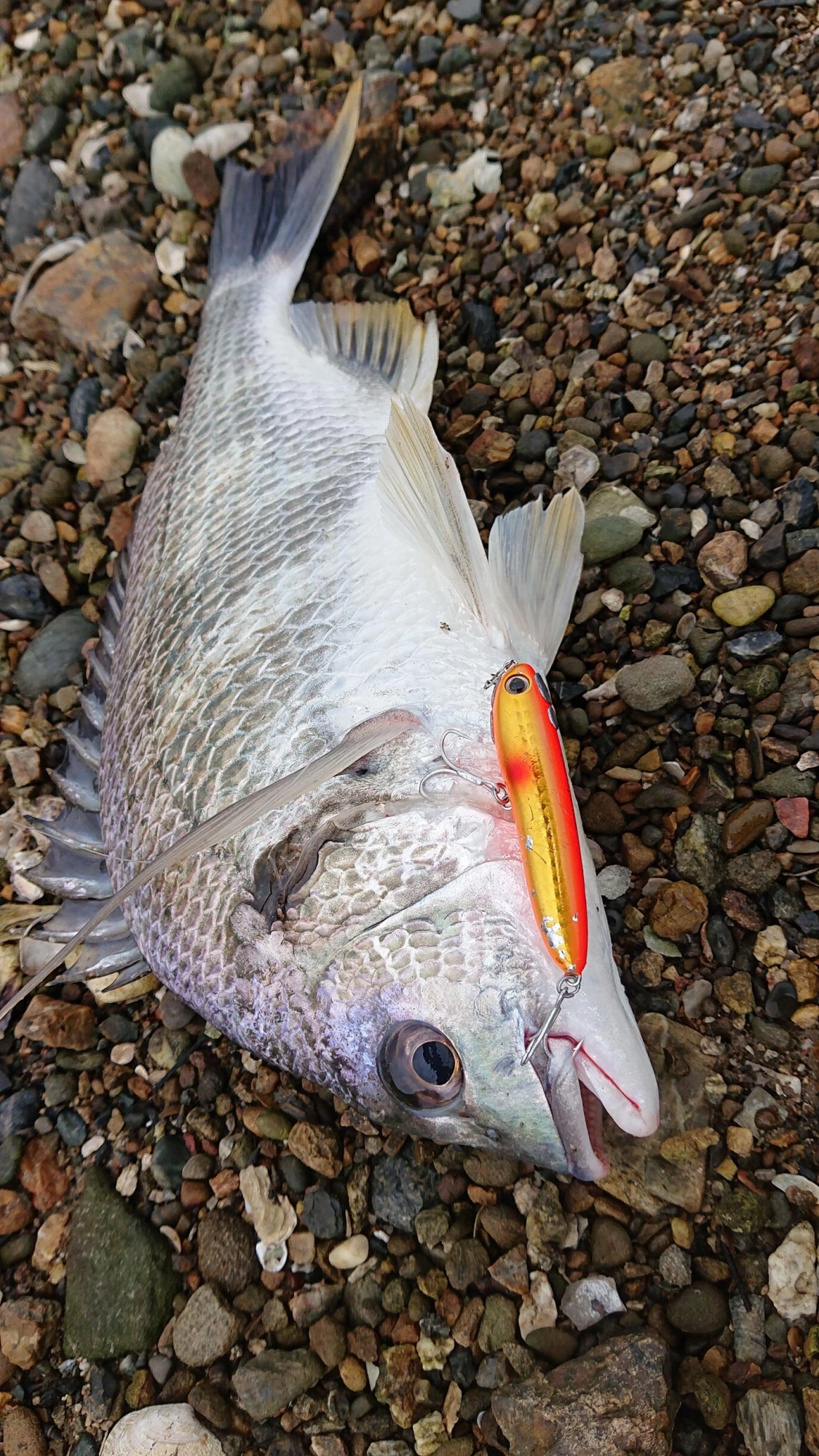 昼間に楽しめるルアー釣りです！