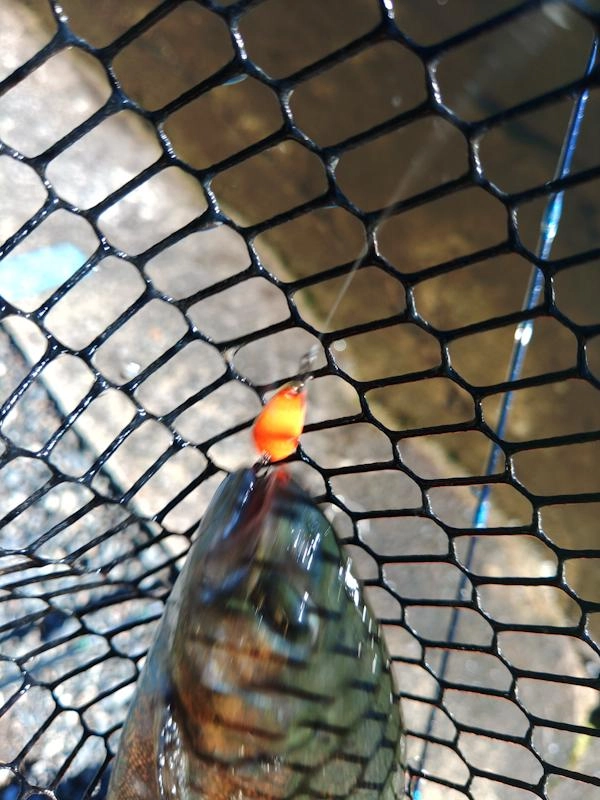 トリガー
ヒラヒラとした動きと若干弱めの波動で、スレた魚に良く効きます。