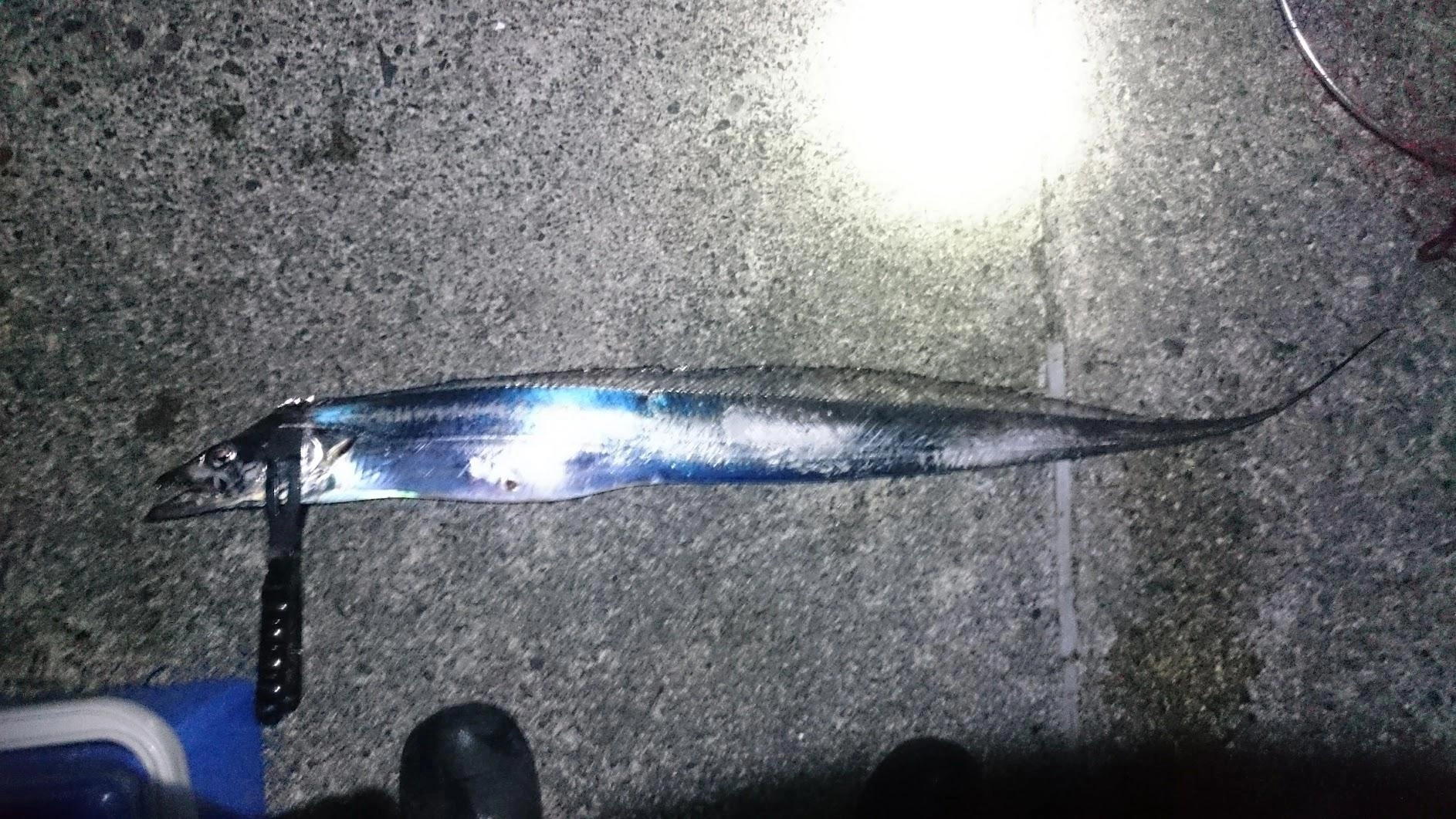 冷凍ウルメイワシの為、餌持ちが非常に悪かったです。相変わらずボトムでないと反応がないですが、意外と活性は高く、もう少し鰯を持参すれば釣果は伸びたかもしれません。たぶん今日の潮流はゆっくり目で、周囲の太刀魚がテンヤに反応して集まりやすかった気がします。