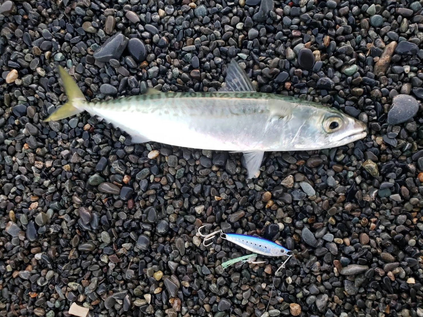 サバの回遊もありました！