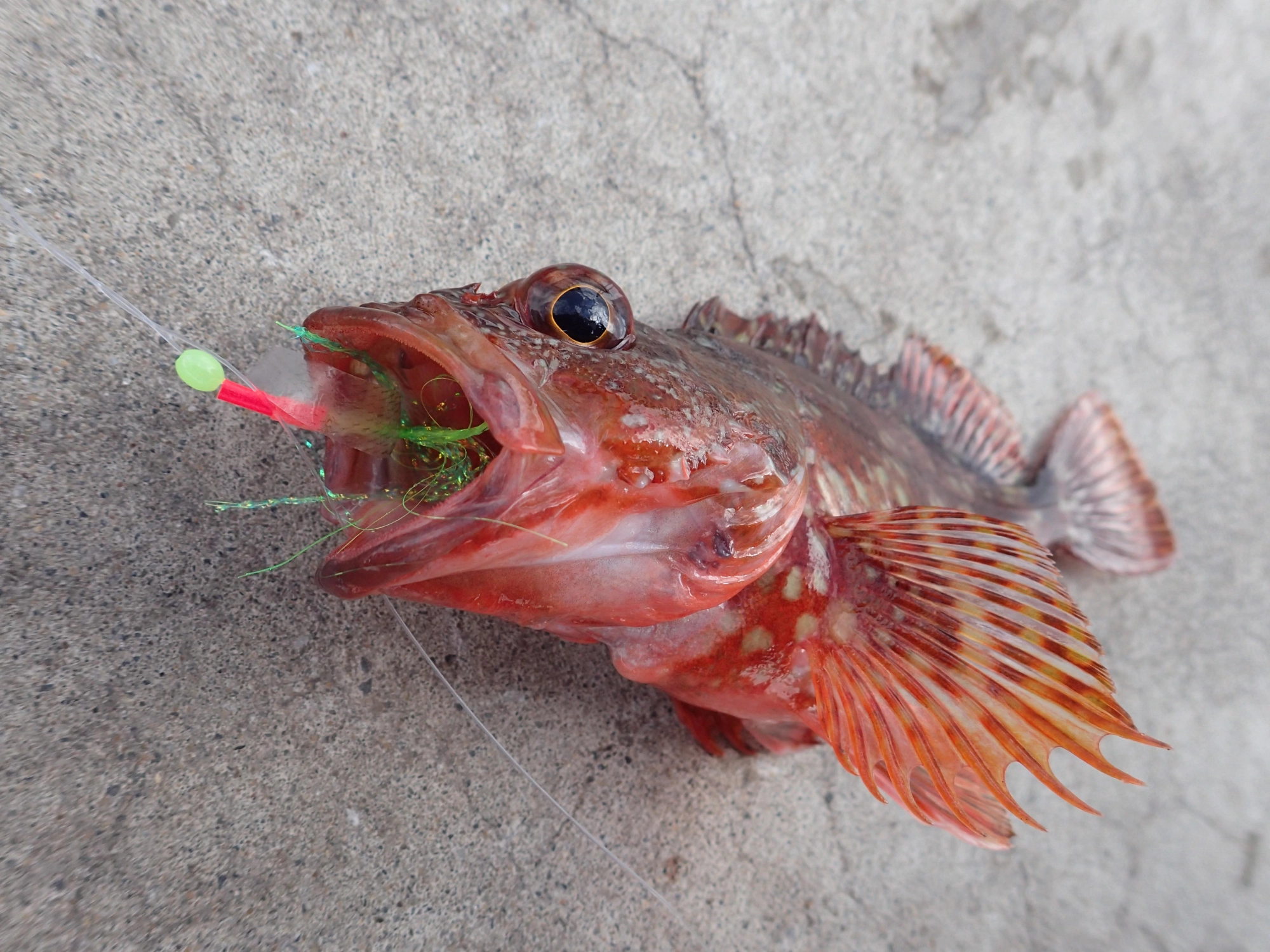 カマス吹き流しサビキでカサゴも釣れました！