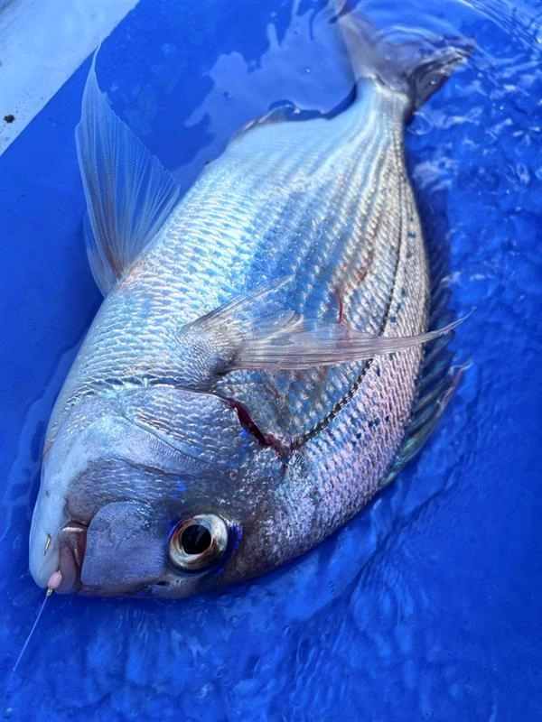 チダイも釣ることができました！40cm弱なので、チダイの中ではかなり良型です！