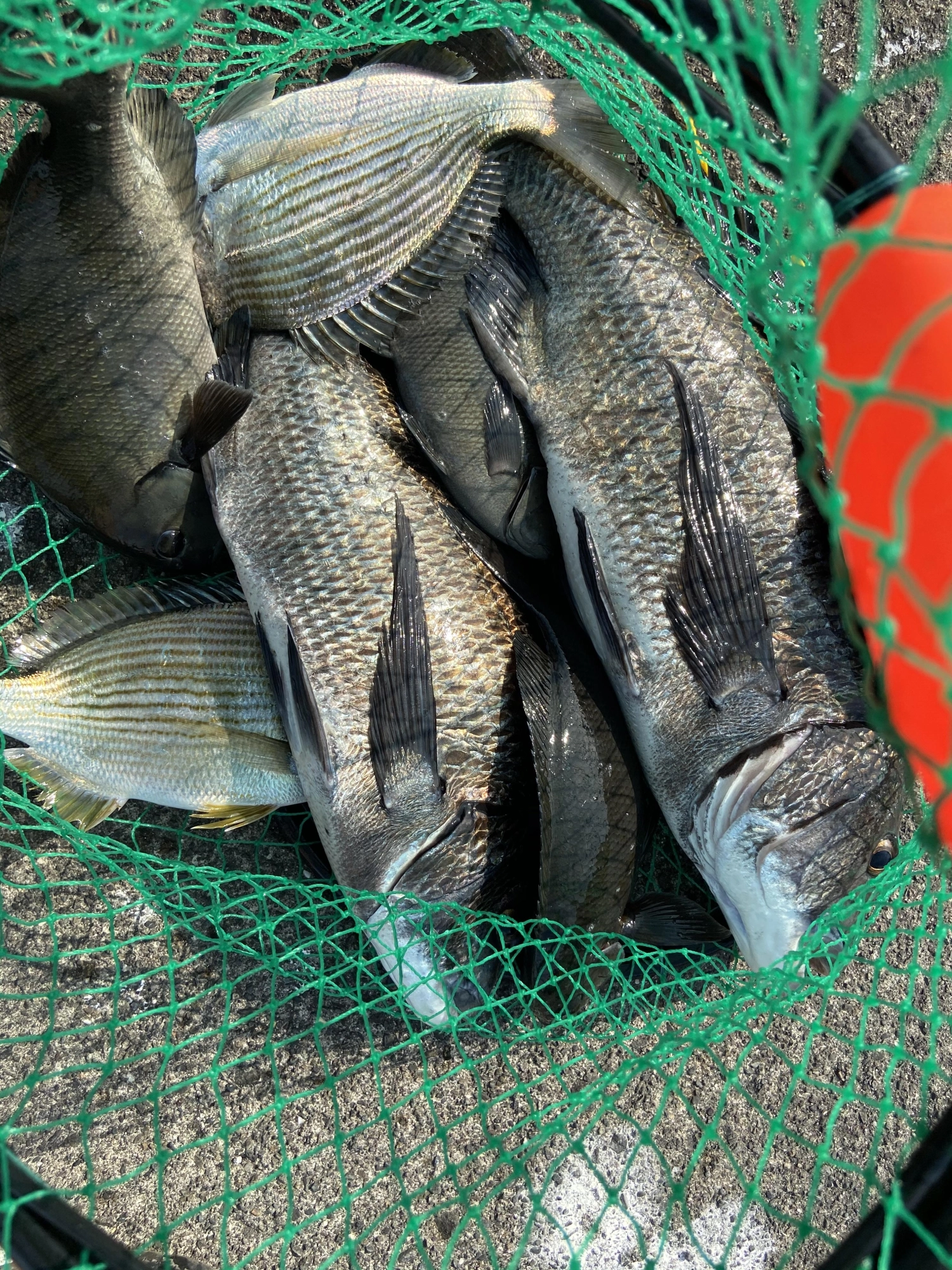 グレのキープ以下のサイズは多数釣れました。
ヘダイのサイズは小さかったけど、美味しい魚なので持ち帰りました！