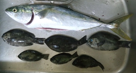 朝から昼過ぎまでフカセ釣りでグレを釣り、餌を使い切ってから海岸へ。向かい風でルアーが飛ばないので堤防に移動。セイゴ狙いでしたが風が強いので重めのジグを休み休みに投げていたらグイグイとアタリがありドラグがジリジリと。　固めシーバスロッドでもグイグイ曲がる引きでびっくり。