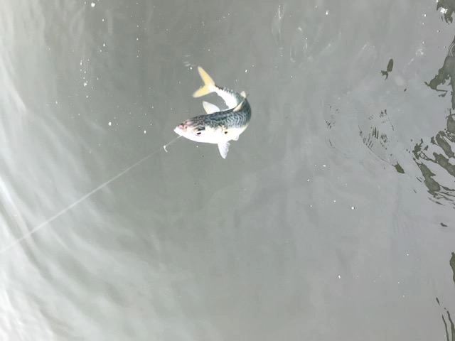 浜名湖沖で使用する泳がせのエサとしてもちょうどいいサイズ！！