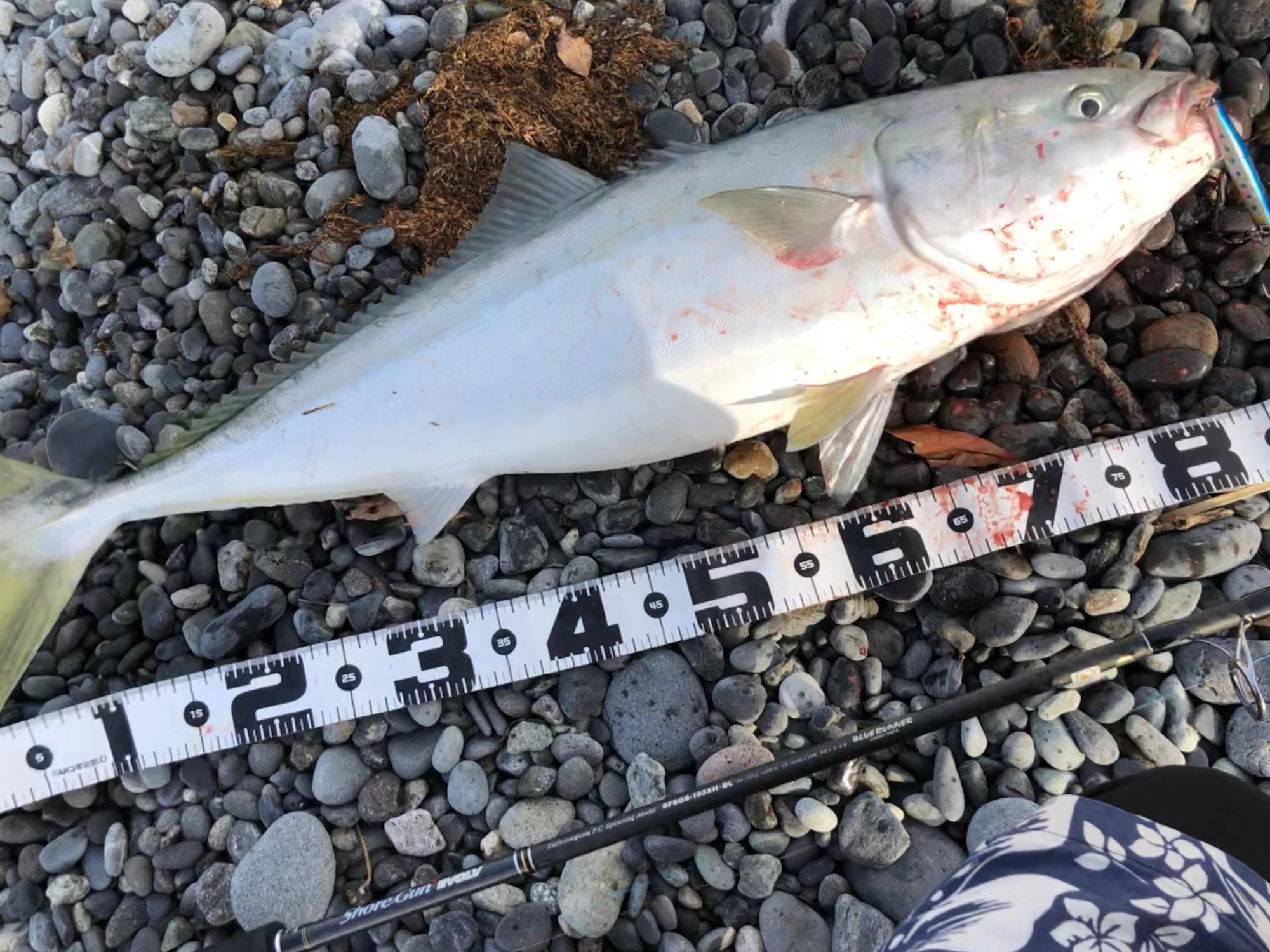 沼津サーフにて、この２、３日ブリの釣果が出ております！！