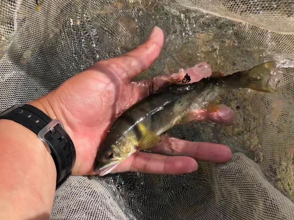 釣女鮎釣り修行の旅～ついにツ抜け！～ | 釣具のイシグロ | 釣り