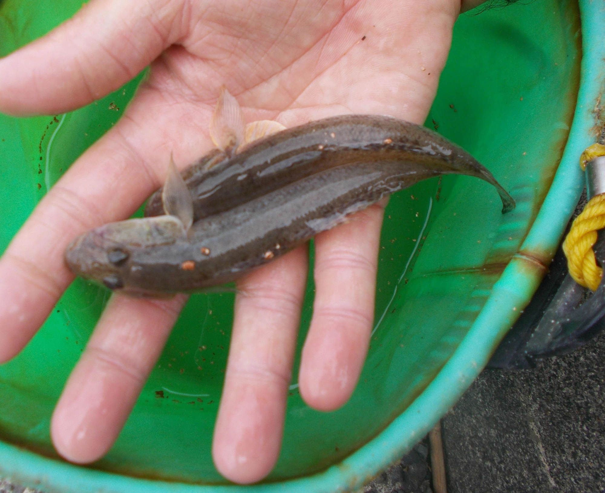 ヒラメがいるとエサとなるキスなどが釣れなくなります。今回は事前にハゼを釣ってきてから狙いました。ハゼが大きくなかなか使えそうなサイズが釣れませんでした。