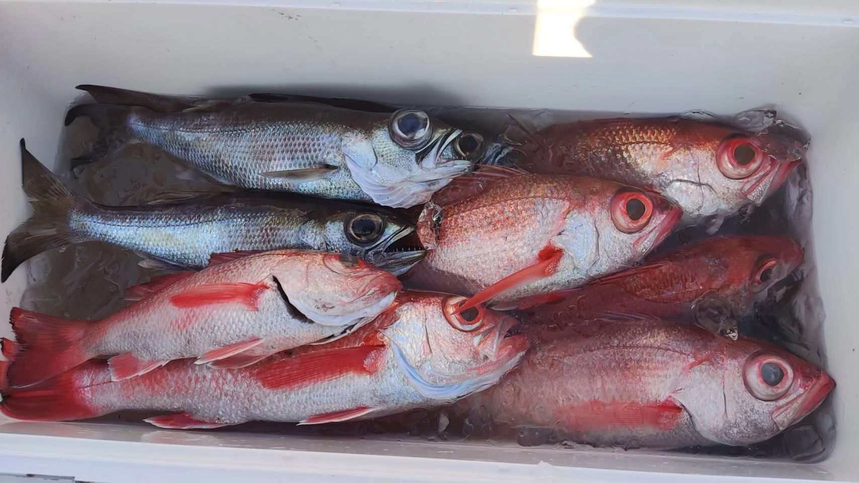 高級魚アカムツが釣れてます！アカムツは数釣りの釣果が出た時がチャンスです。ぜひ皆様も釣行してみて下さい。