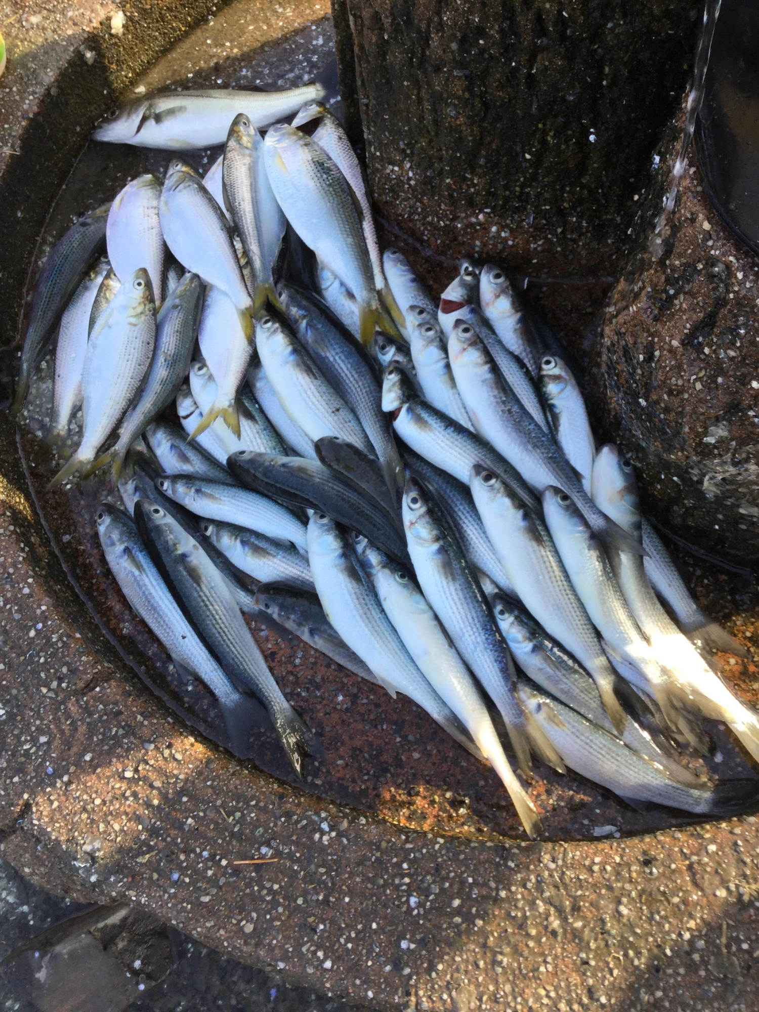 たくさん釣れた♪
合計80匹以上