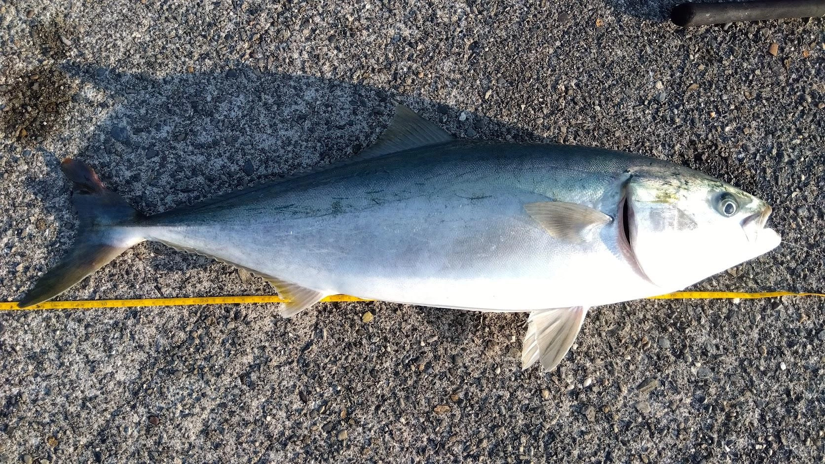 夜の太刀魚狙い釣行。コマセ無しサビキで小魚確保。庭の石の胴付き泳がせでカマスを泳がせると即食い逃げ。再度投入すると、ドラグがきつく危うく竿を持ってかれる引き。竿に飛びついてからの２０分程奮闘でなんとかブリゲットでした。安物タックルに適当仕掛けなんで無理ができず大変でした。指の肉刺が潰れ、腕はパンパン、獲物は十分で撤収でした。