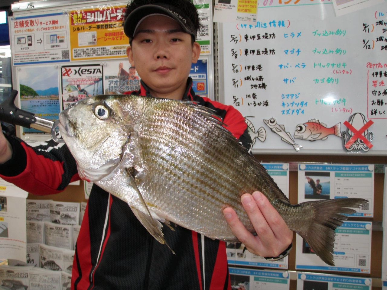 伊東港で大型へダイ４７㎝！！