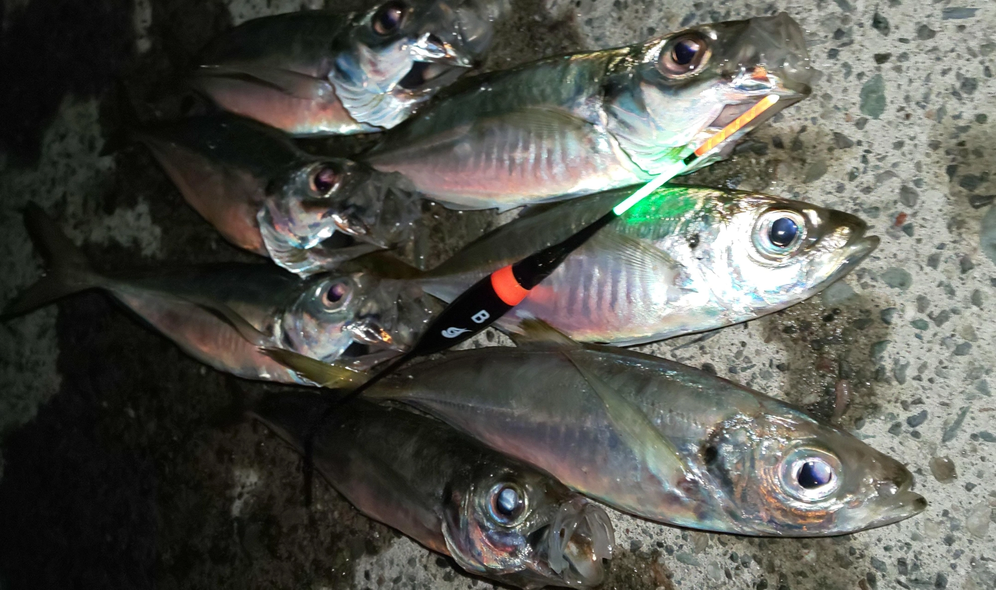 ウキはガルツ『速感アタリウキ』見やすさ、魚が寄ってきたのも分かる感度でほかのウキでは物足りなくなりますよ。