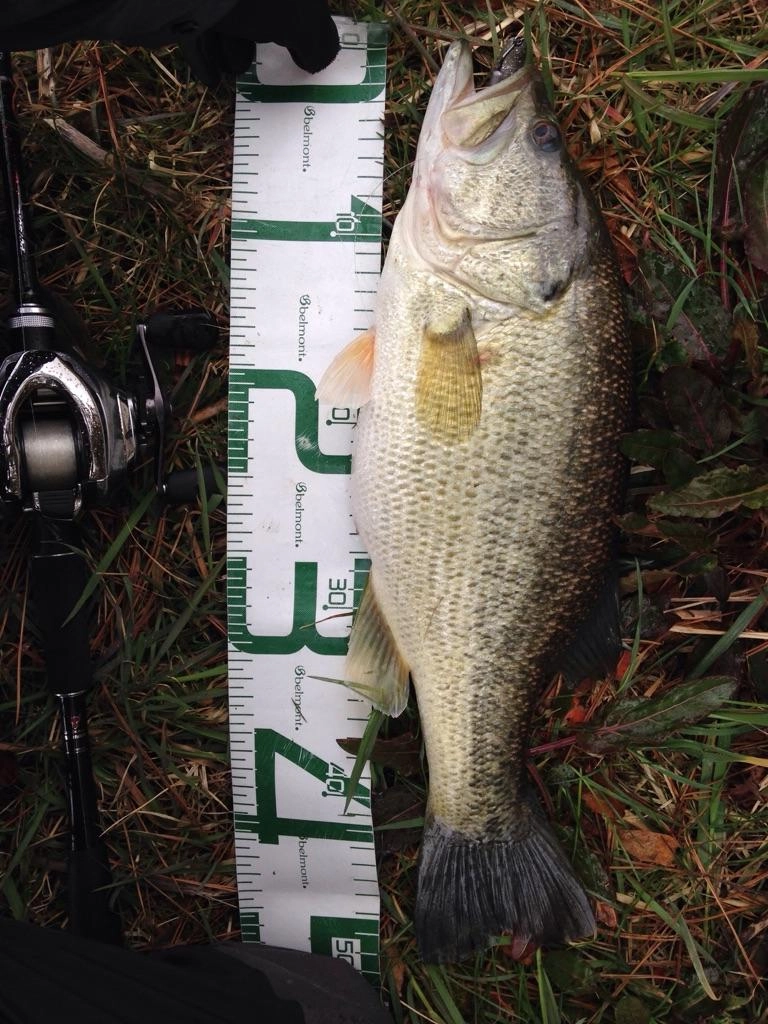 50ｃｍ！でましたよ。