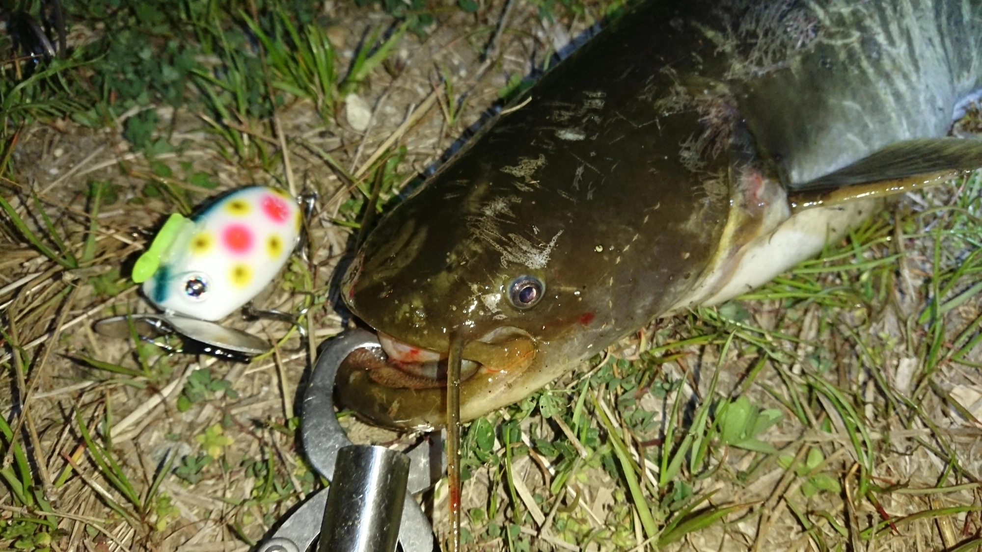 ザクトクラフト
ザグナ