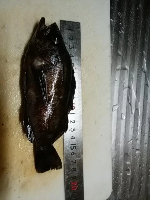 メバル自己記録更新