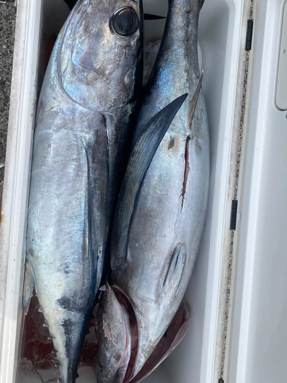 コトンの数釣りシーズンですね♪