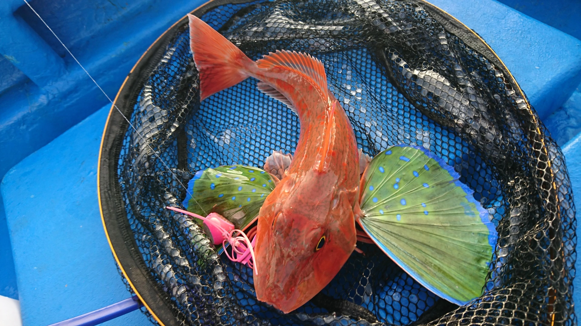 良型のホウボウが釣れました！