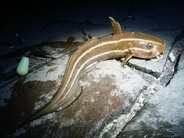 デカゴンズイ