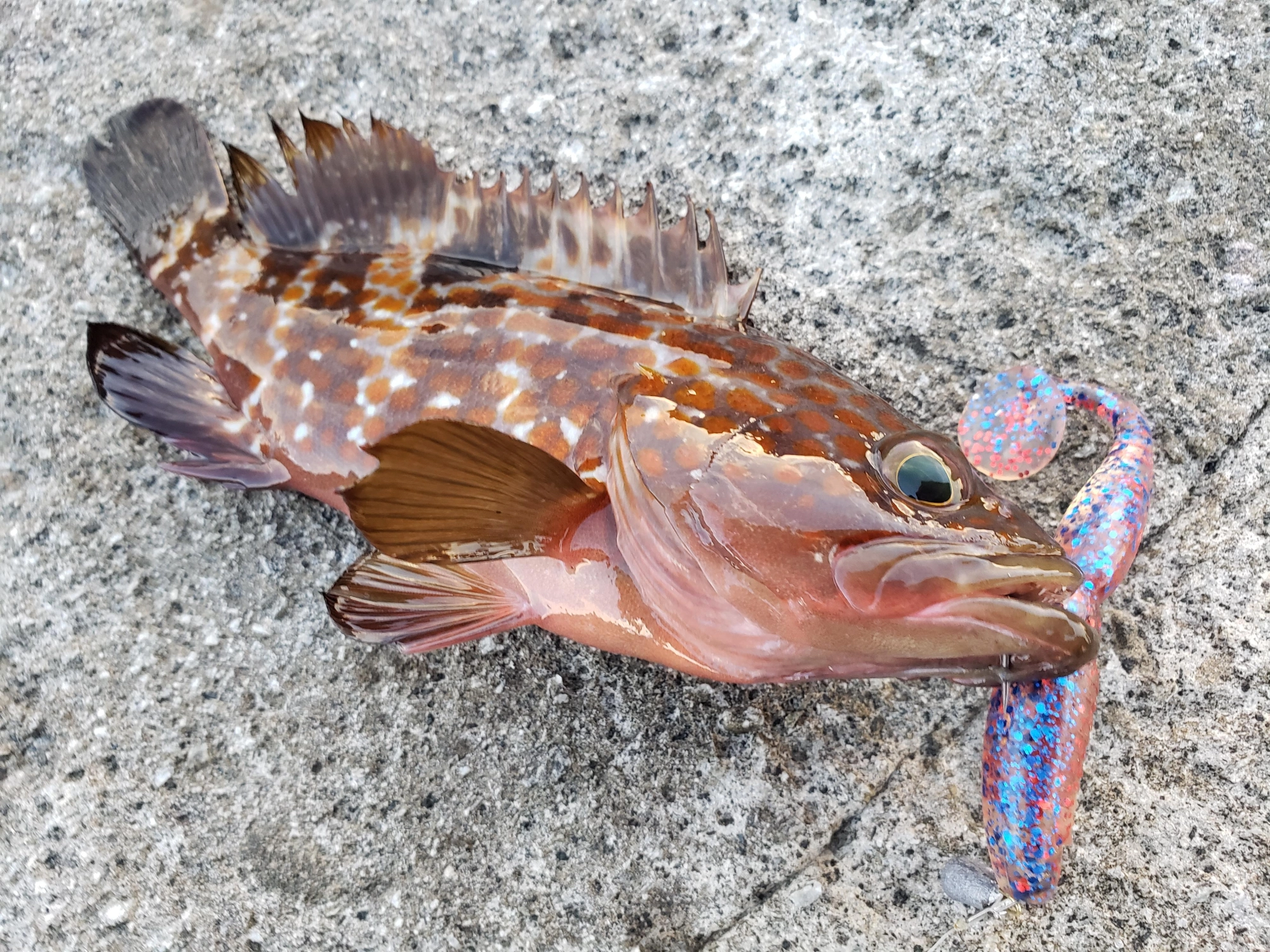 マズメ時など小魚の動きが活発な時間帯はスーパースピンドルSWの4インチのスイミングでゴンッ！