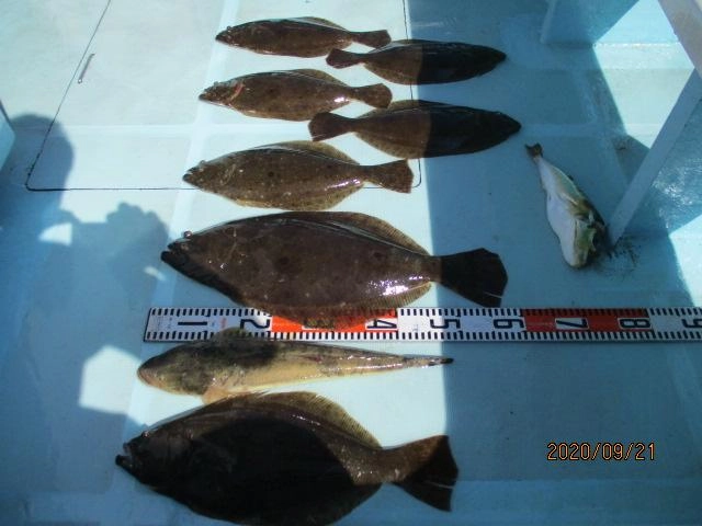 9月21日(月)は肉厚初秋ビラメ ゼロ〜②枚 船中⑦枚 釣れましたッ(^-^)