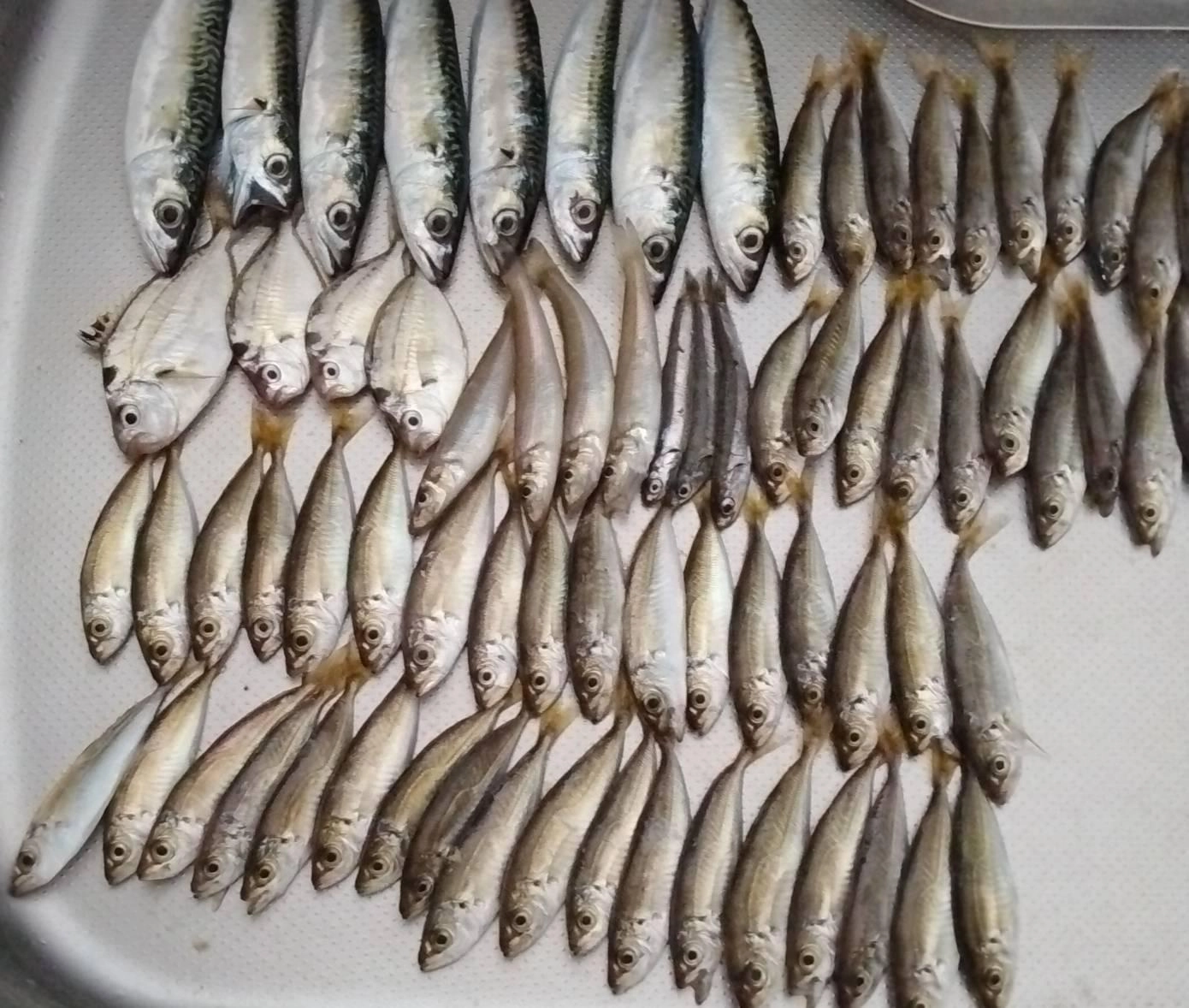 豆アジたくさん釣れました