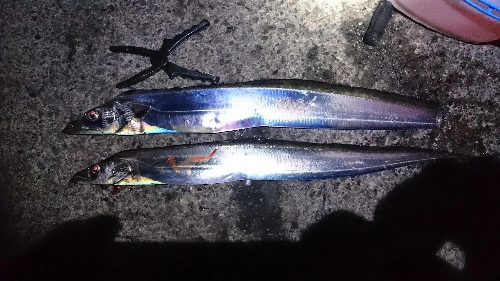 最近日没後からの下げ潮で水深が下がり太刀魚向きでなく、泳がせの手間取りでも時合を逃してました。なので深夜23時の上げ始め時合を狙ってのテンヤ集中釣行です。狙い通り23時過ぎから釣れ0時撤収でした。
1バラシは足元でのバイトで、餌巻き針金が伸びていたので針掛かりしてませんでした。