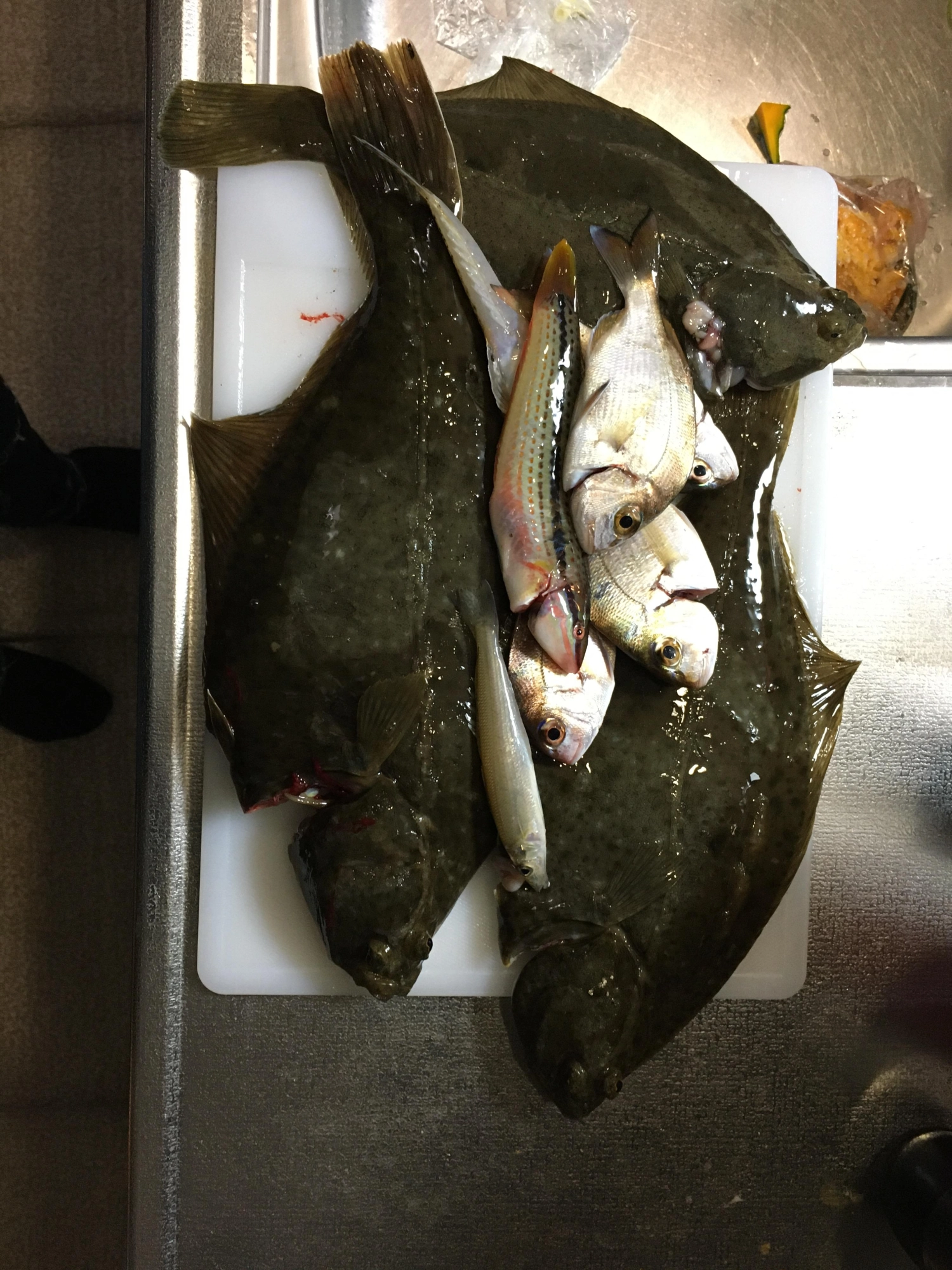 キスや小さいタイも
釣れました。