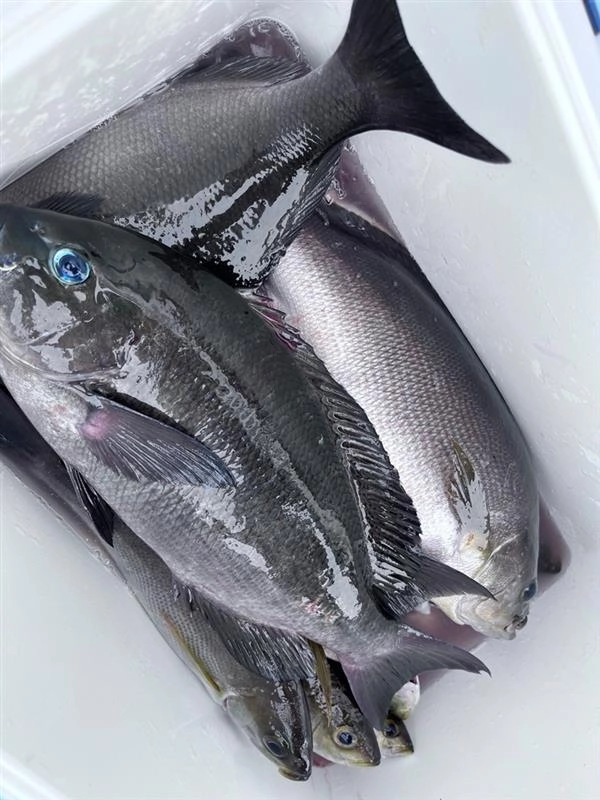 大きいメジナもいっぱい釣れました！尾長メジナも混ざり、ハリス切れ連発しました！