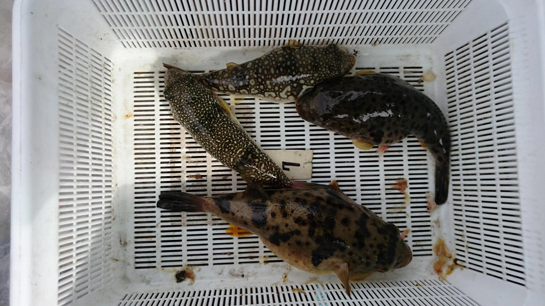 まだまだ上手く掛けられませんでした･･･