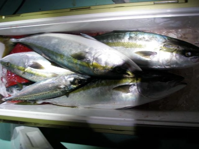丸々と太ったワラサが釣れてます！