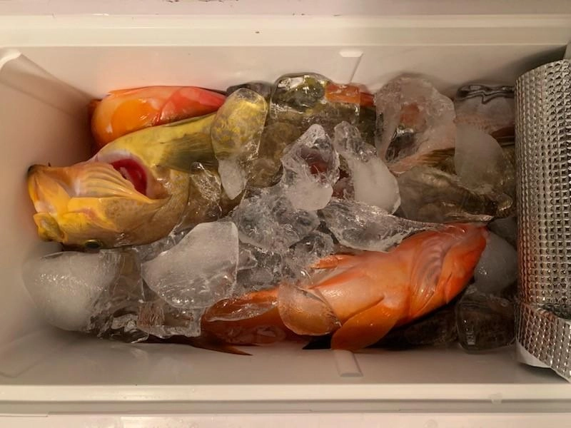 前回はシロアマダイや青物など沢山の種類が釣れましたが、今回もハタ系・鯛系中心に色々と遊んでくれました♪