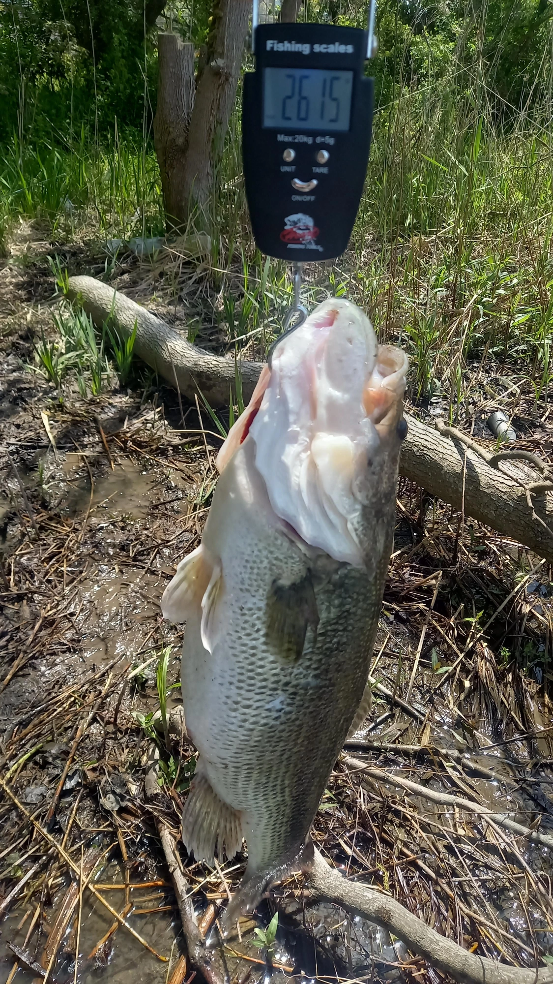 2.6kg