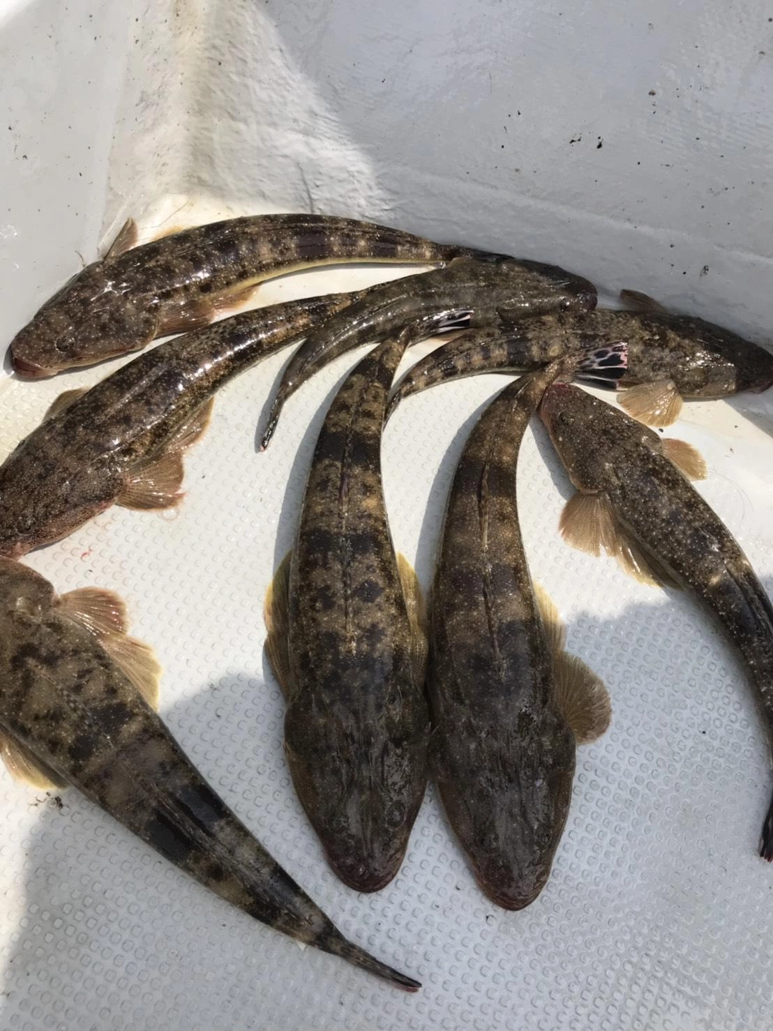 マゴチ　全部で８匹♪　浅場でタイラバ60ｇ。３回巻いて落とすの繰り返し！