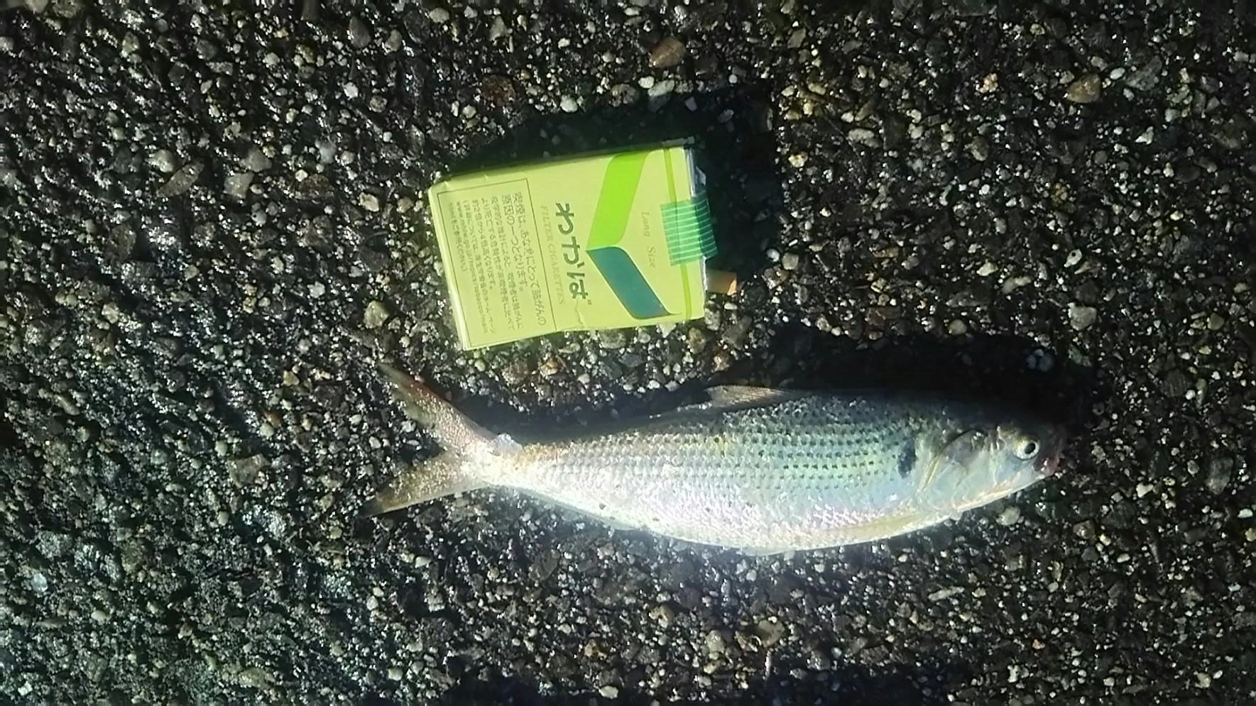 コノシロも釣れてます。