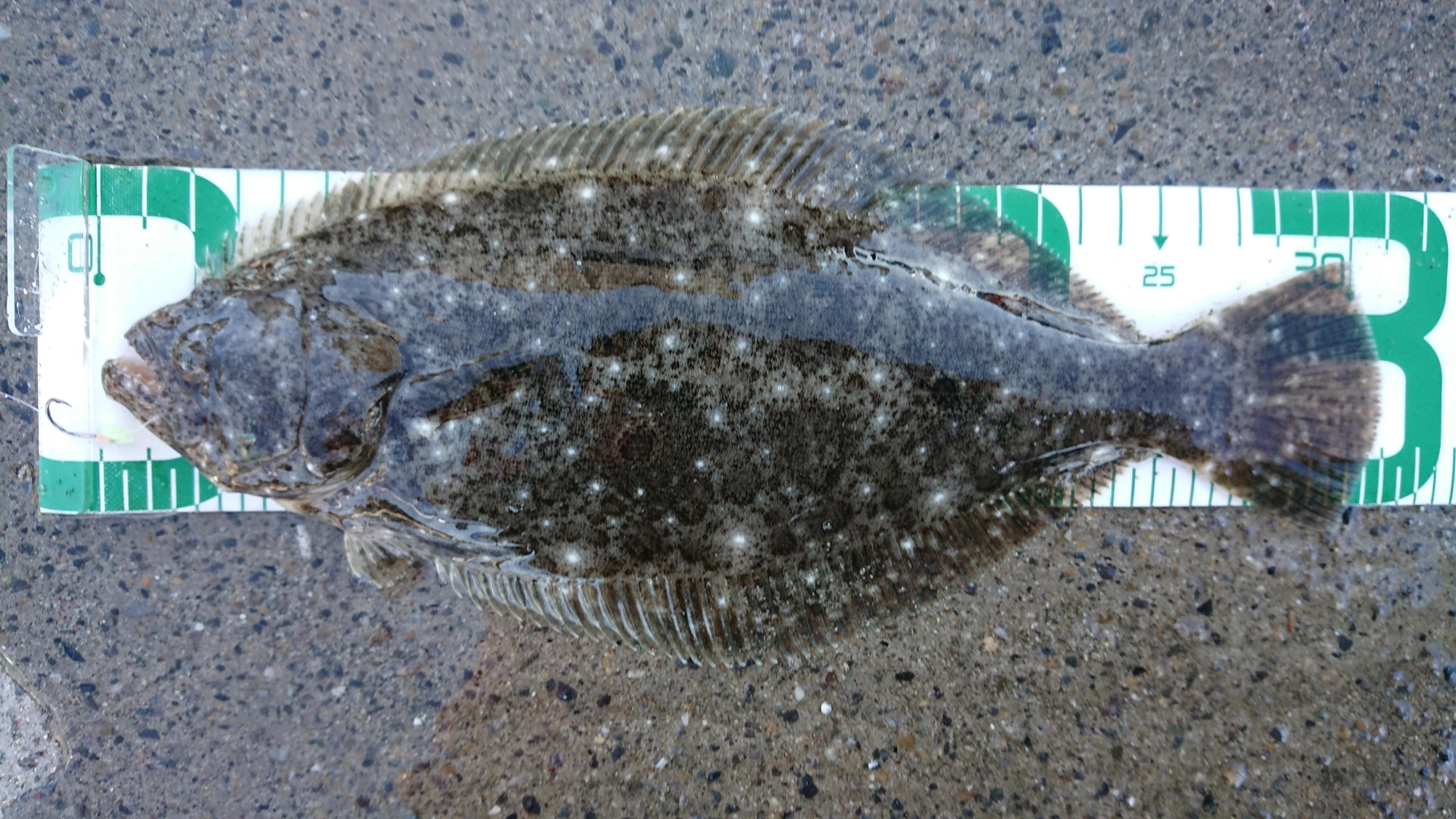 31cm！！
マゴ針のトレブルフックをしっかり飲み込んでました。