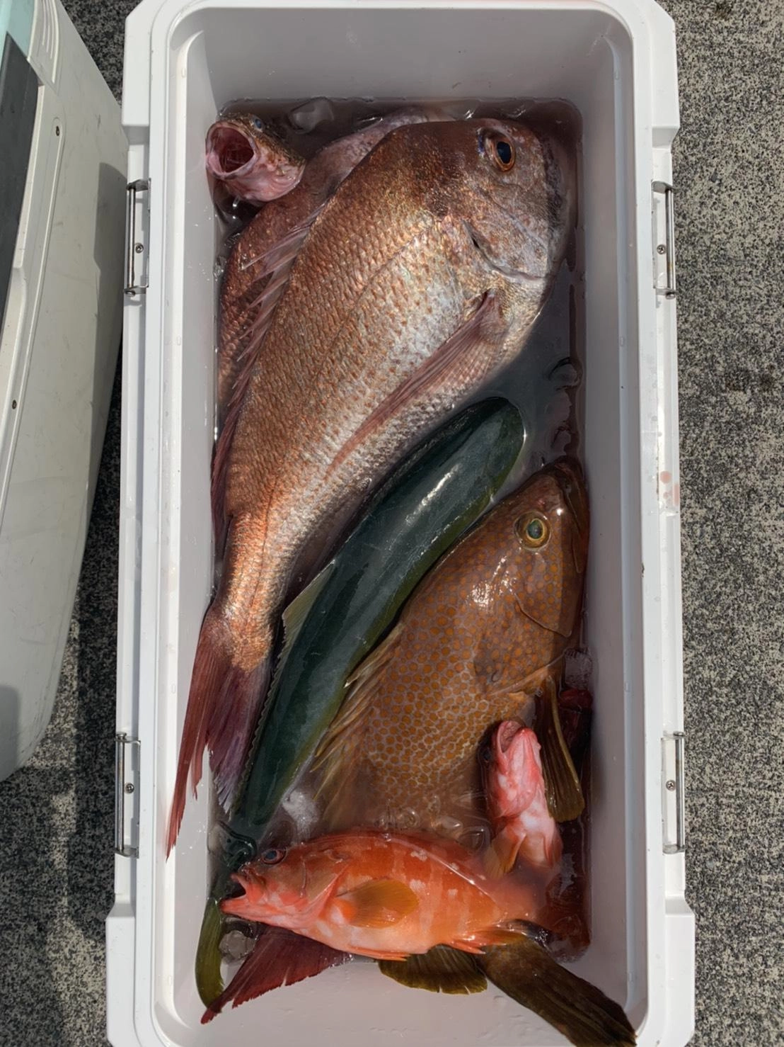 多数の魚種が楽しめました！