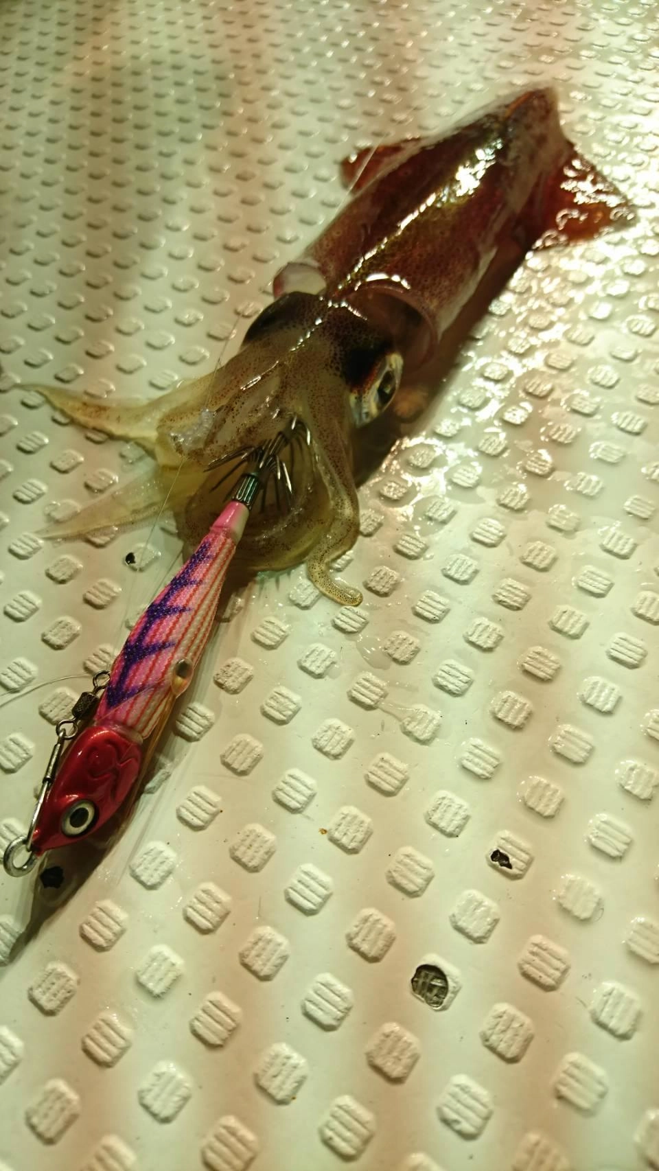 アニサキスッテにマイカ♪