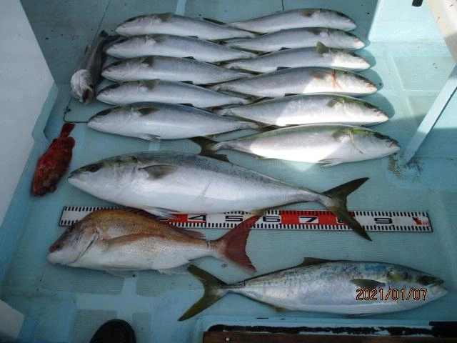 青物 全体釣果ですッ(^-^)
こちらの青物も皆様、ボウズ無しでしたよッ(・∀・)v