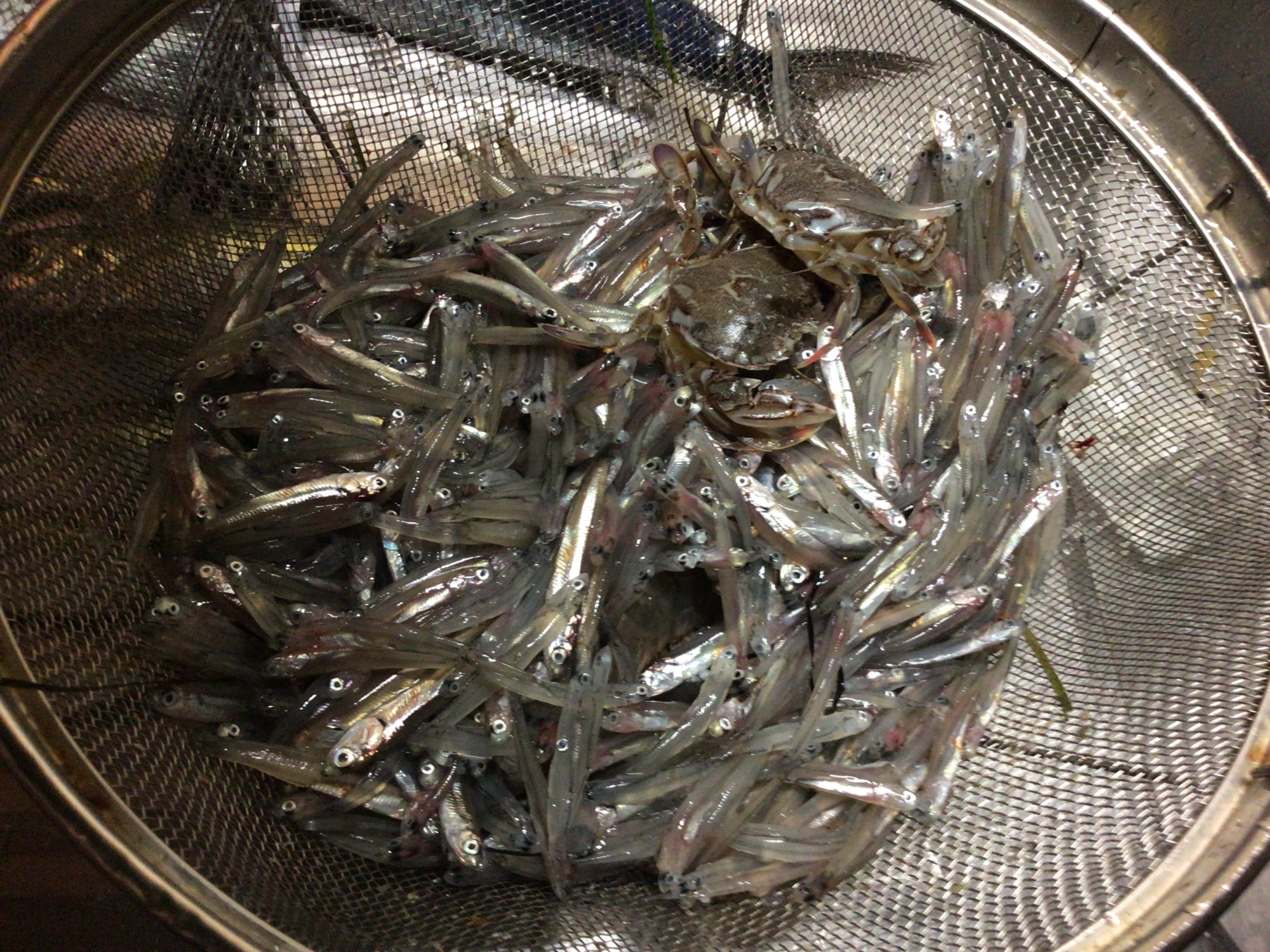 イワシ大好きデス❗️
