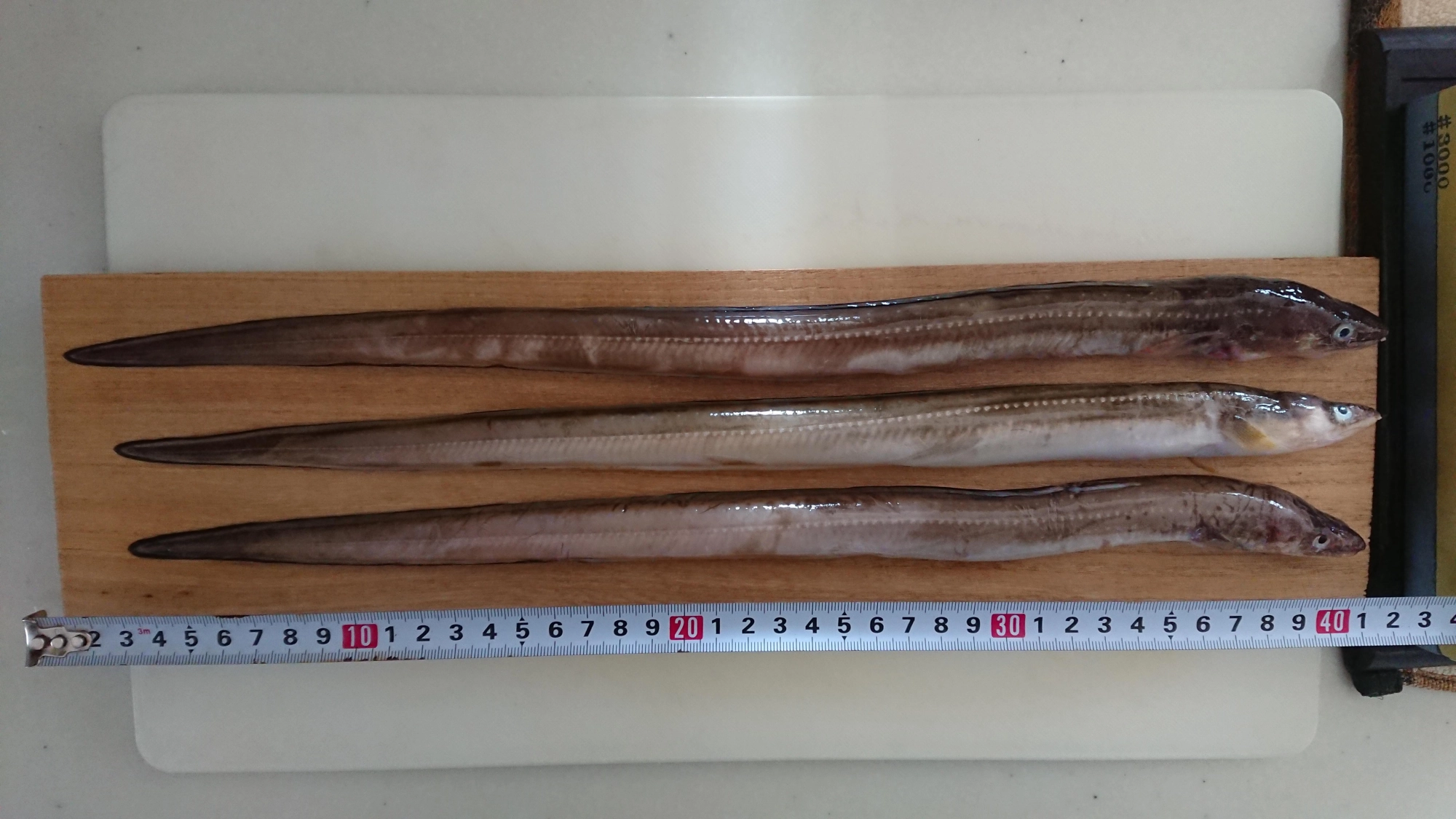 アナゴ3匹 40~42ｃｍ