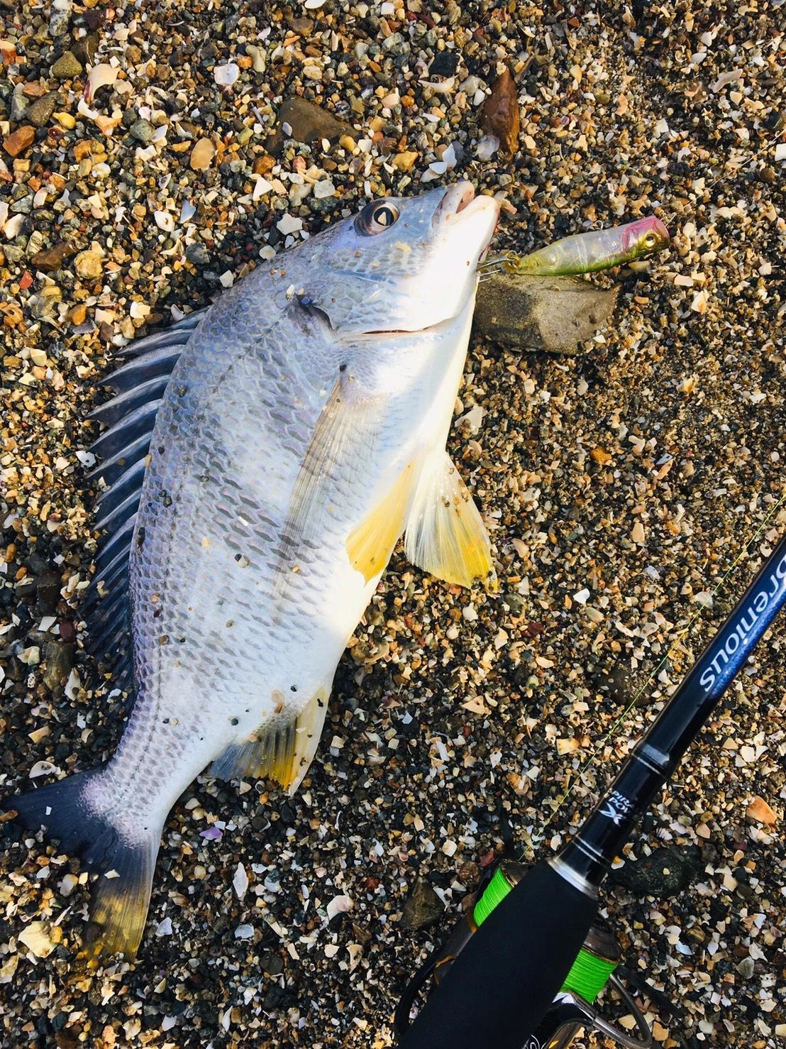 本湖と猪鼻湖のポイントを2カ所回ってそれぞれでバイトが出ました。