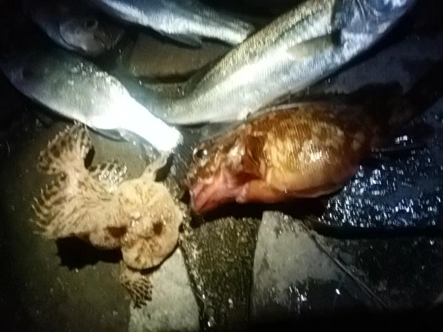 珍魚とデカサゴ