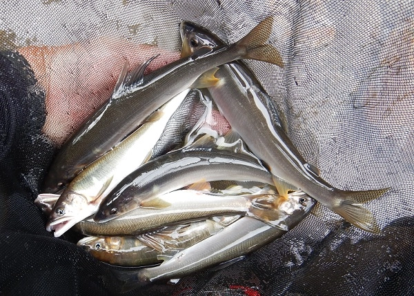 短時間釣行で7尾