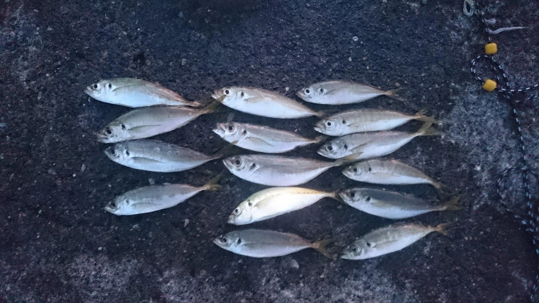 昨日に続き、サビキを50mほど投げて底まで落とすだけで鯵が鈴なりです。
泳がせ分を合わせると20以上釣れました。
鯵泳がせは無反応でした。