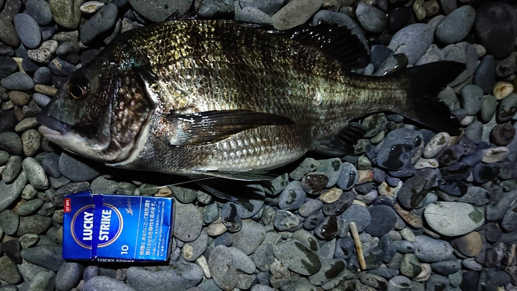 良型のクロダイも釣れました！エサはオキアミを使用。