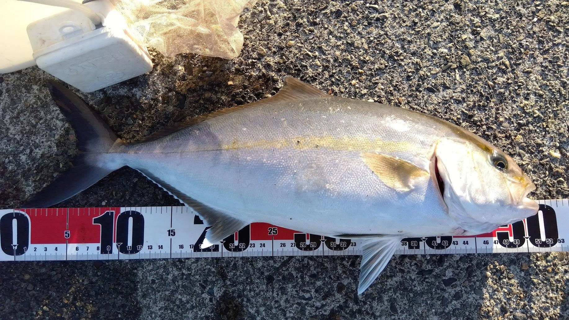 やはり青物の餌にはカマスが強いです。
今年では一番大きなショゴが釣れました。