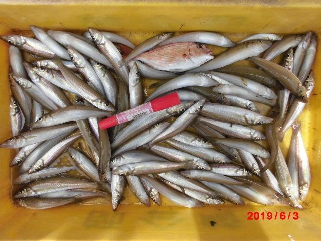 プチラッシュ時には入れパク状態の釣りたい放題でしたッ(・∀・)