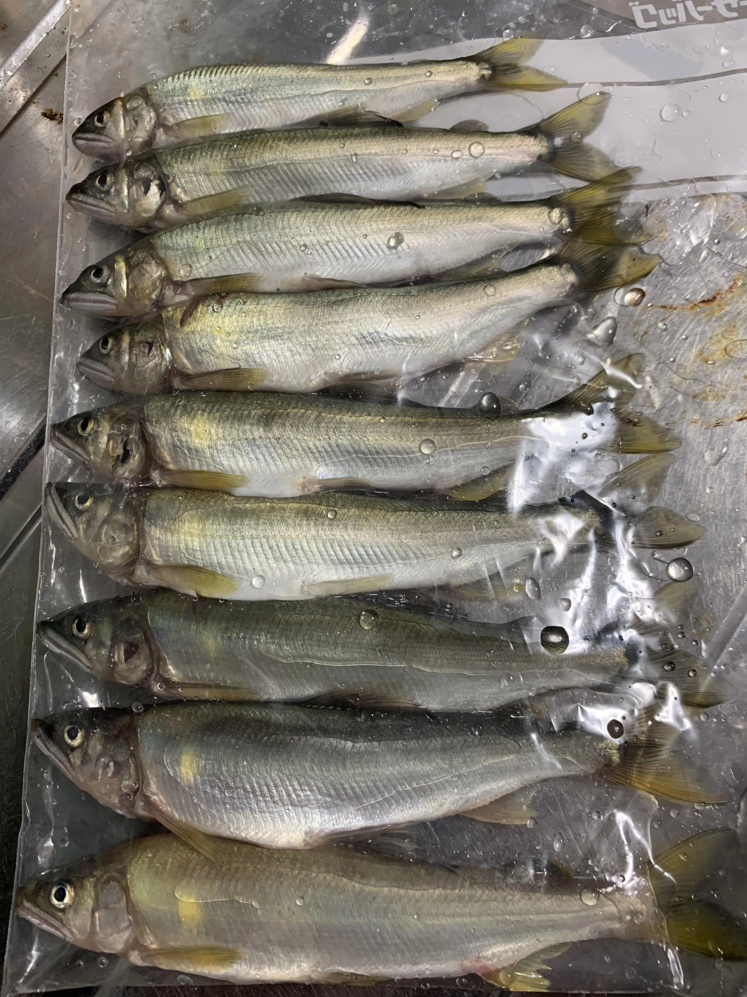 ドブ釣りで釣果が良くないので友釣りしました