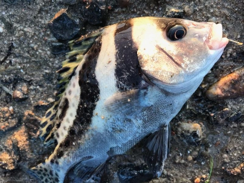コショウダイも釣れました！